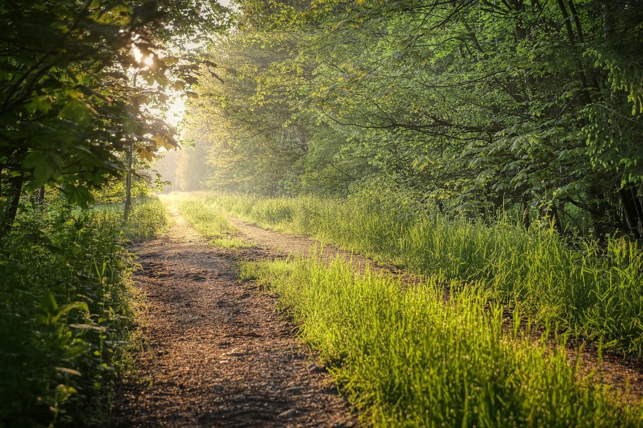 A sunlit path winding through a green forest